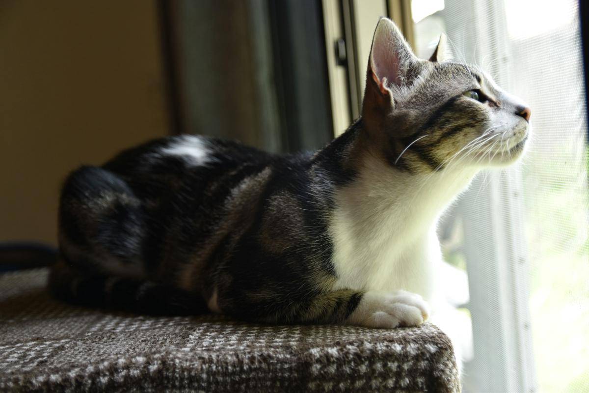 ilustrasi American Shorthair