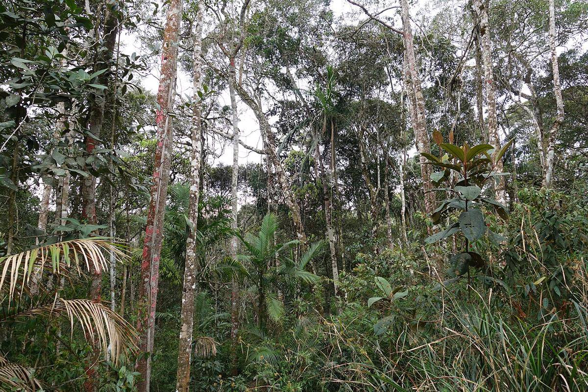 Hutan Atlantik