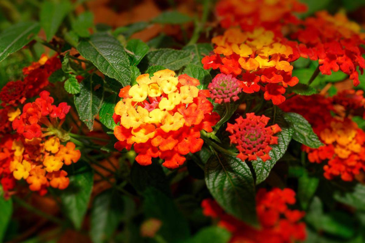 ilustrasi tanaman lantana (pixabay.com/newarta)