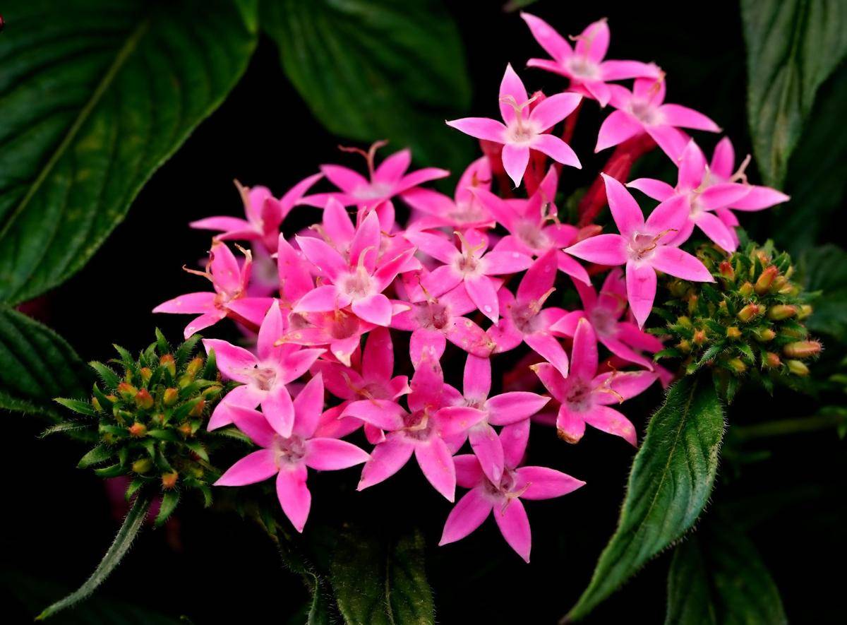 ilustrasi tanaman pentas (pixabay.com/ignartonosbg)