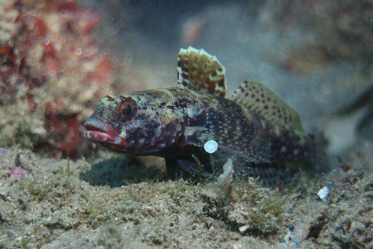 Ikan Gobi