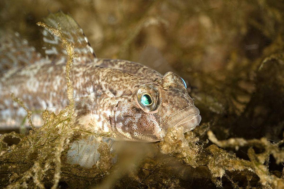 Ikan Gobi