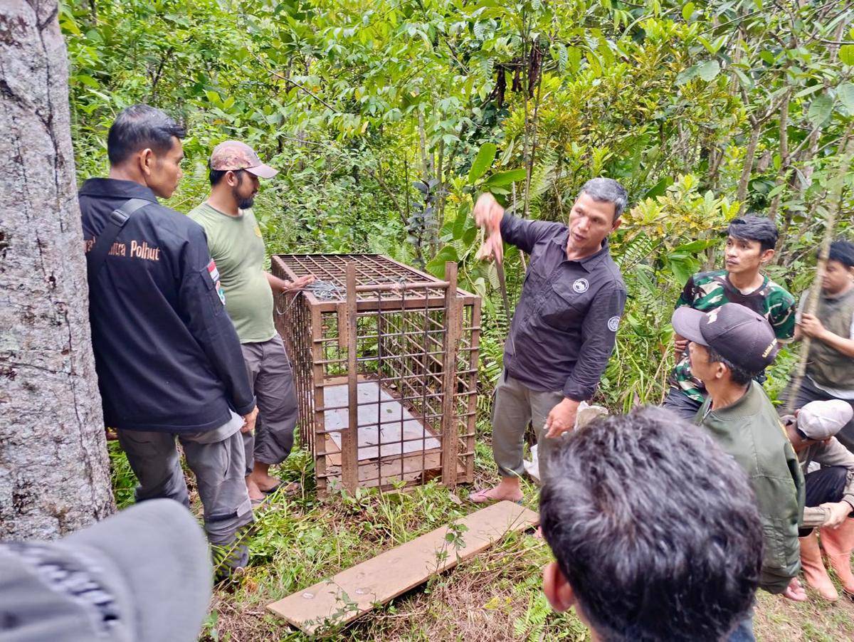 BKSDA dibantu warga memasang kandang jebak di lokasi kejadian (Foto: BKSDA Sumbar)