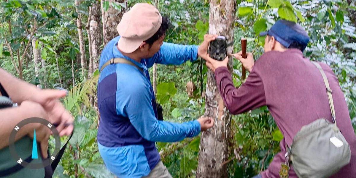 Petugas BKSDA Sumbar memasang kamera trap untuk memantau pergerakan Harimau (Foto: BKSDA Sumbar)