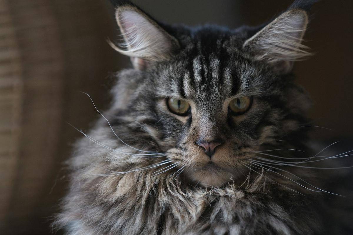 ilustrasi Maine Coon