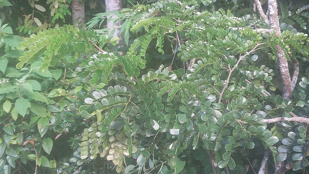 Hutan Atlantik