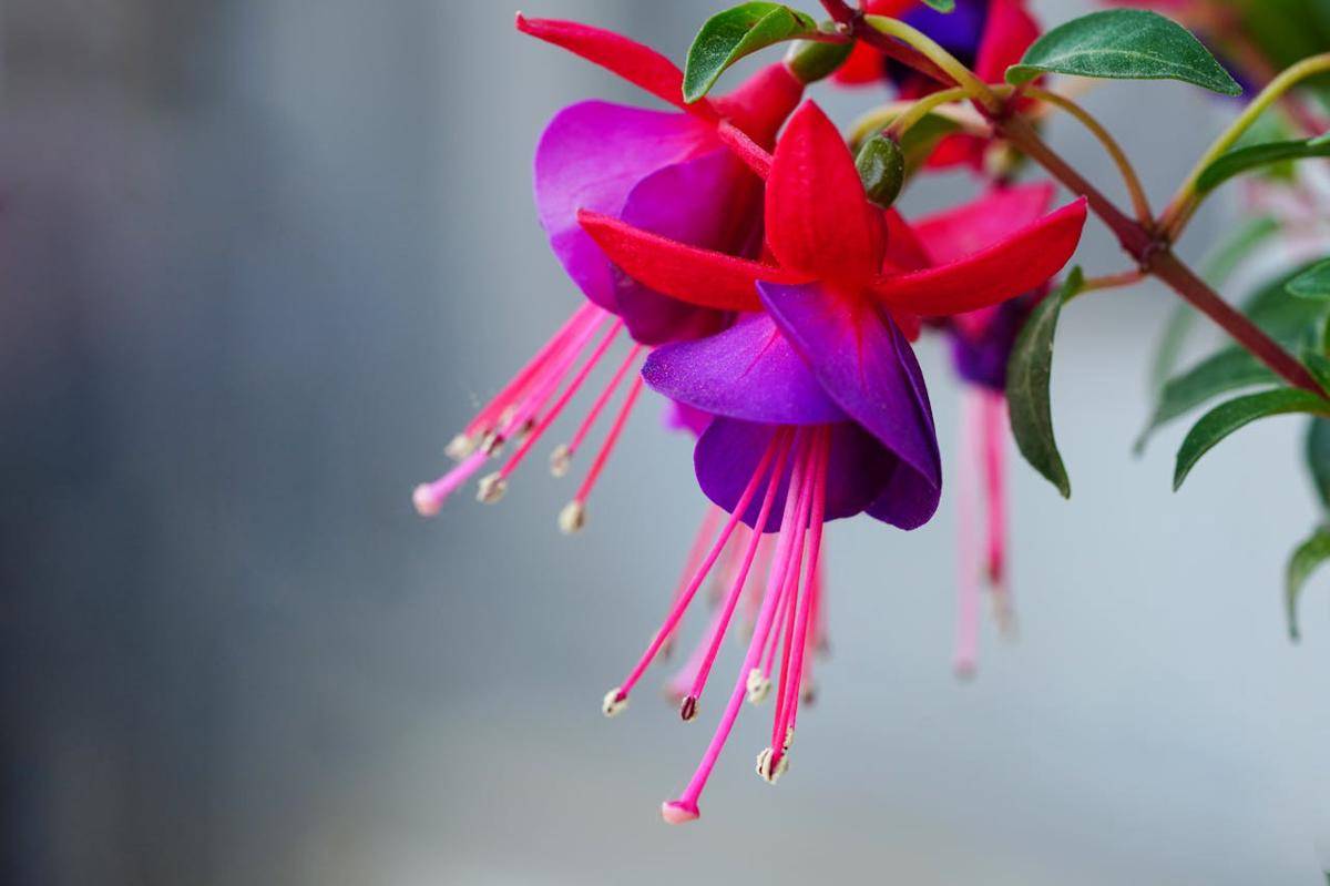 ilustrasi fuchsia (pexels.com/대정 김)