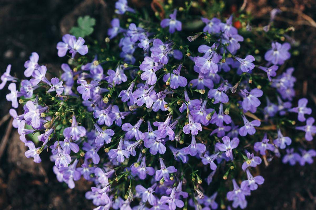 ilustrasi lobelia (pexels.com/Julia Filirovska)