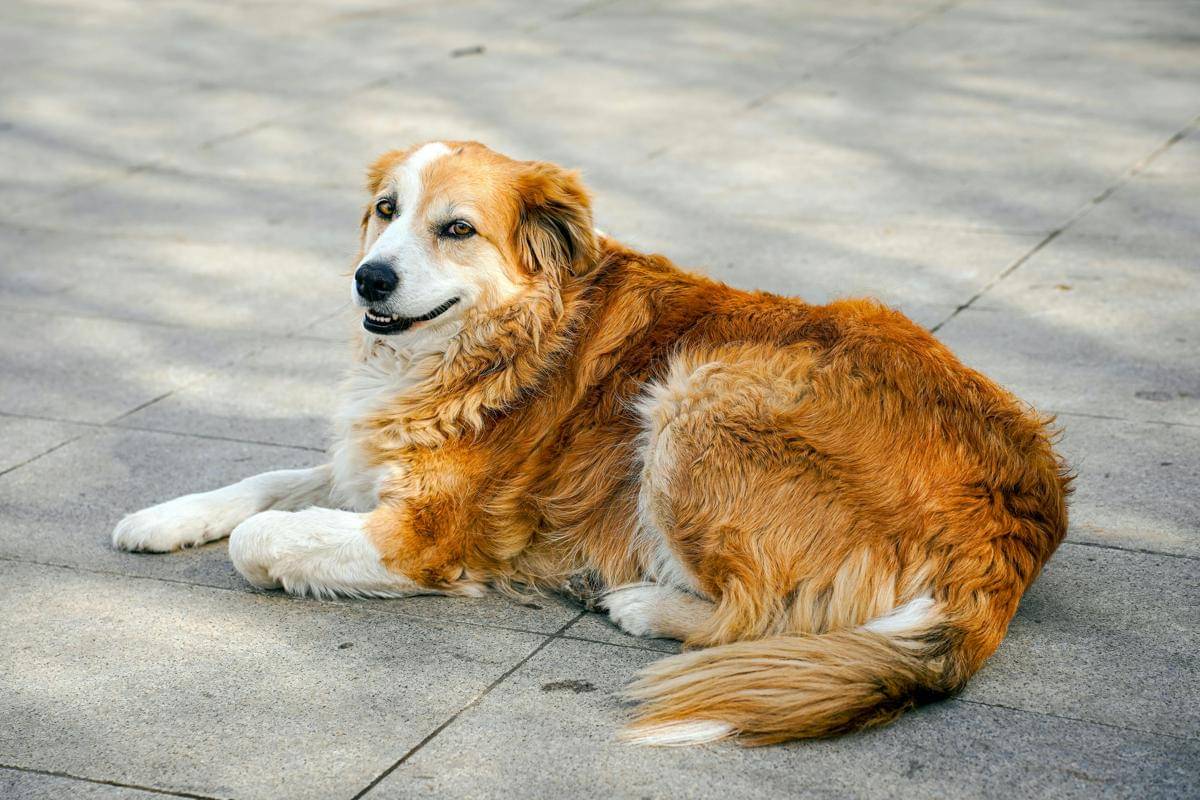 ilustrasi anjing
