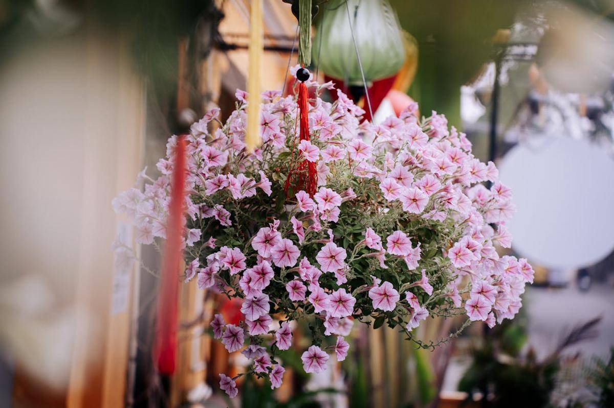 ilustrasi petunia (pexels.com/Xuân Thống Trần)