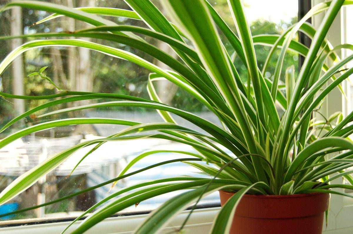ilustrasi spider plant (unsplash.com/Randal Whitmore)