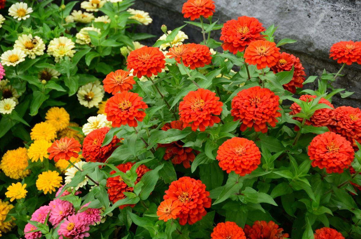 ilustrasi tanaman zinnia (unsplash.com/Roger Starnes Sr)
