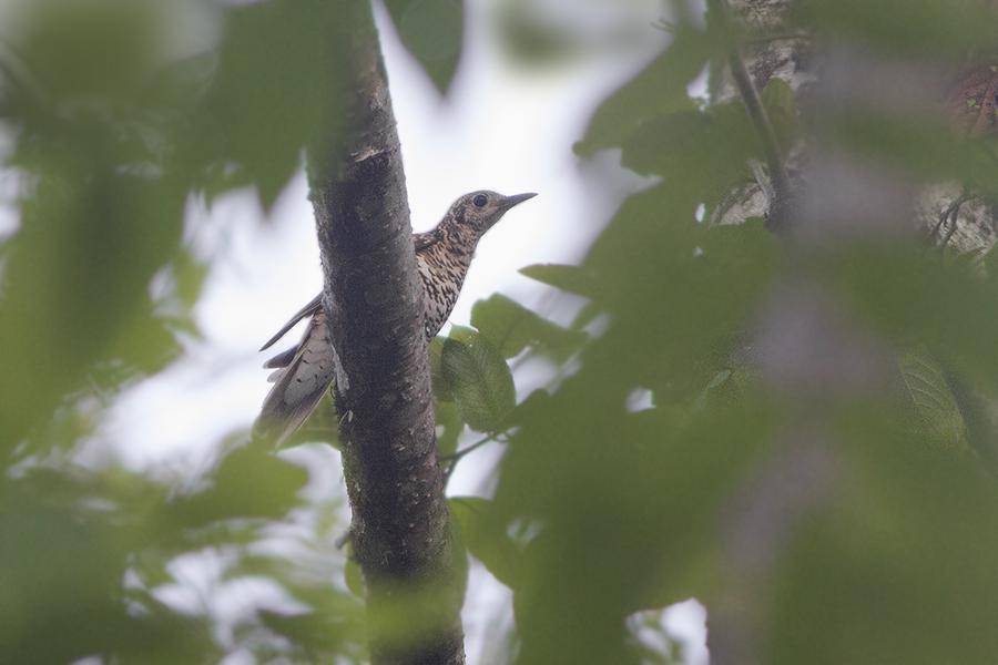 Burung Anis Sisik