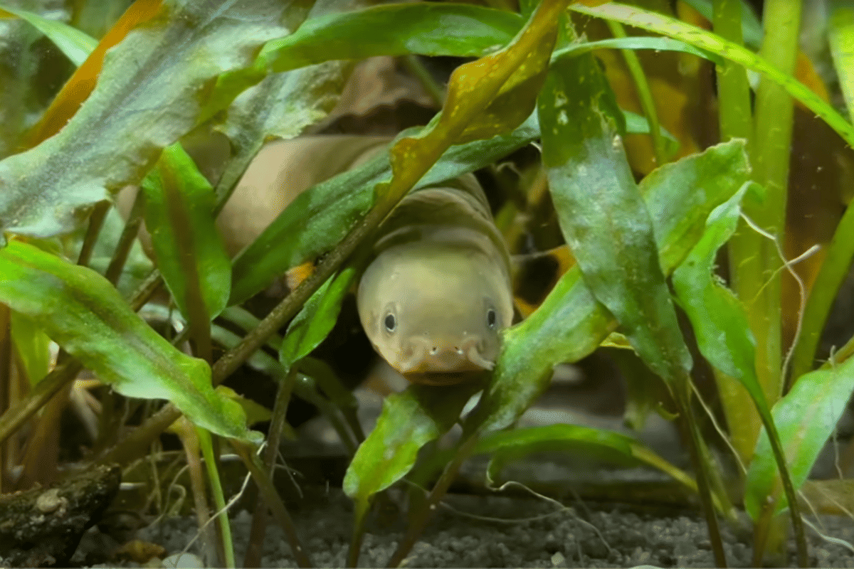 ilustrasi reedfish (youtube.com/Scoobz N Petz)