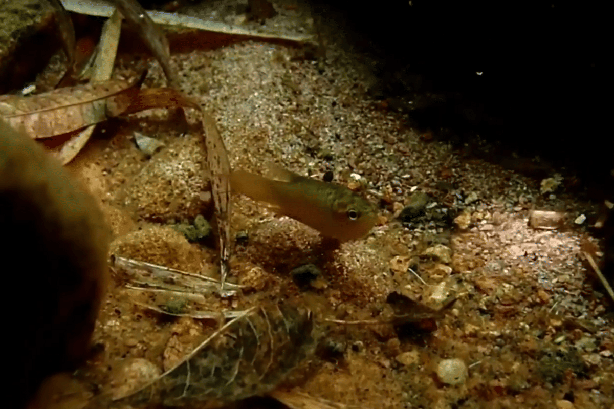 ilustrasi paradise fish (youtube.com/VDO English)