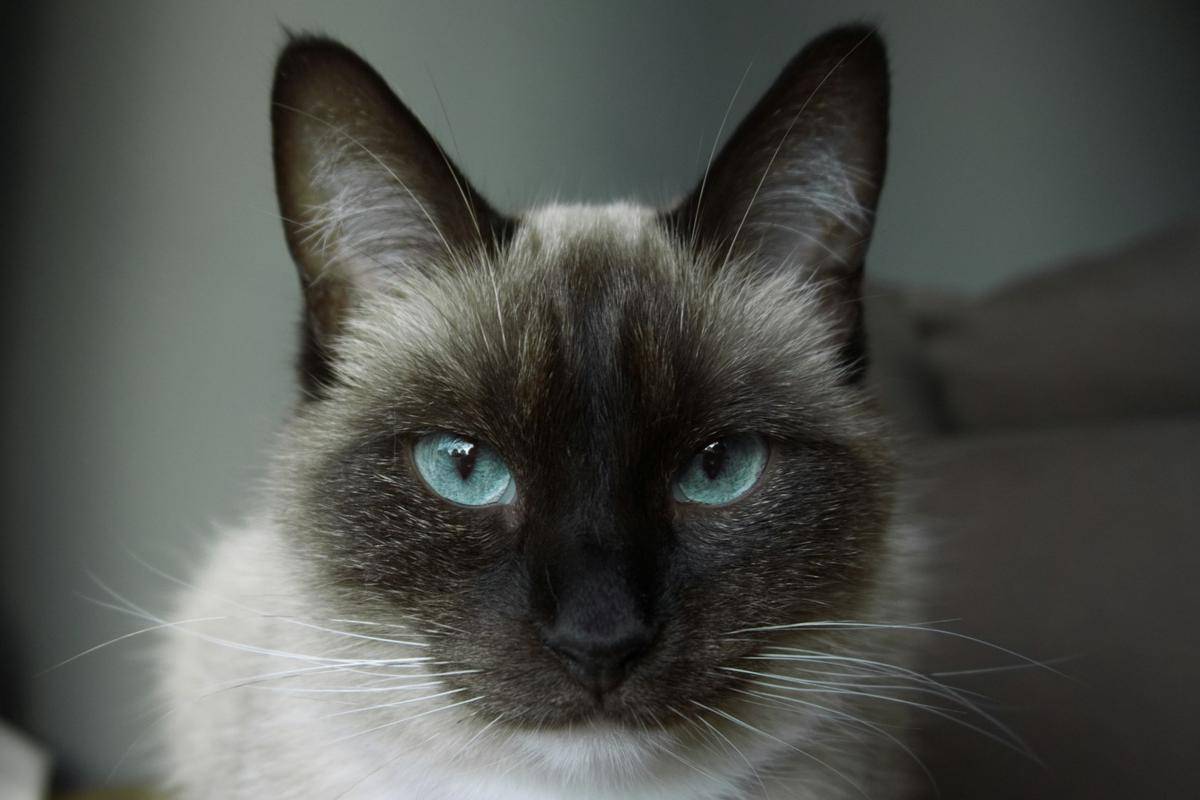 ilustrasi Siamese