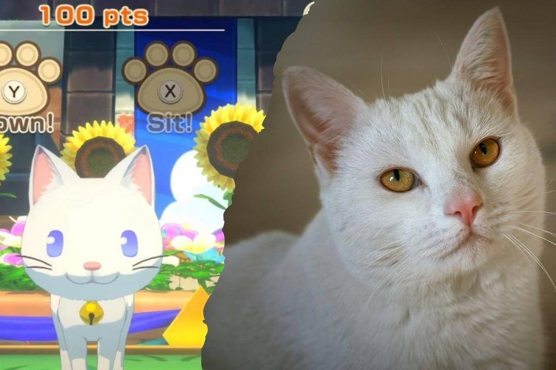 cuplikan Story of Seasons: Grand Bazaar dan ilustrasi white mix cat