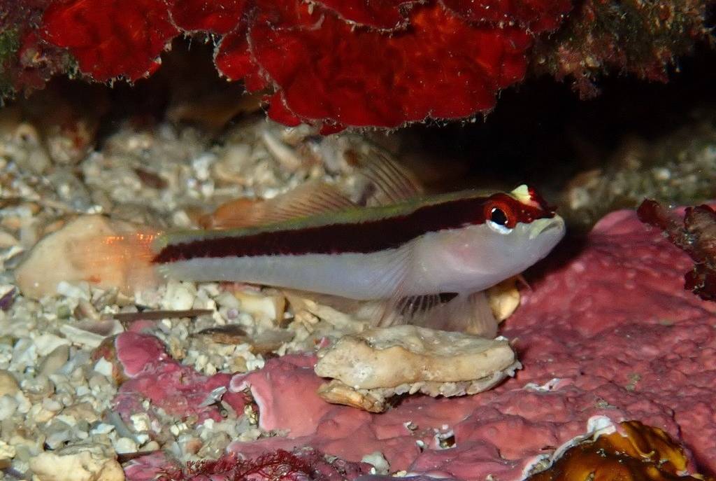 Ikan Gobi