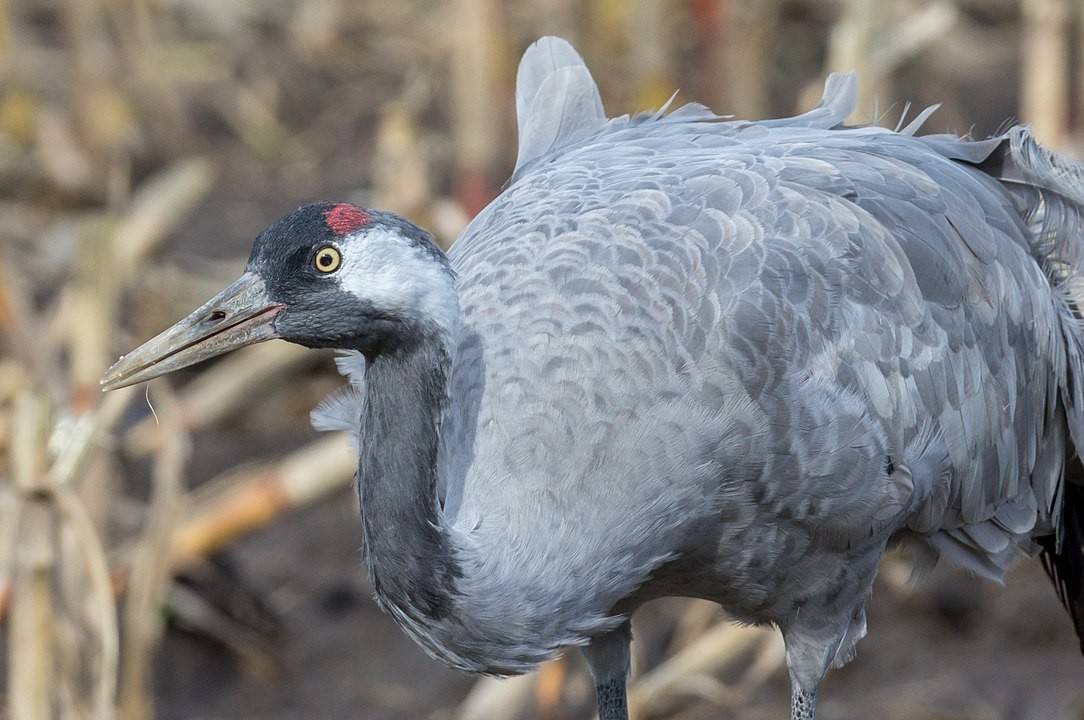 Bangau Eurasia