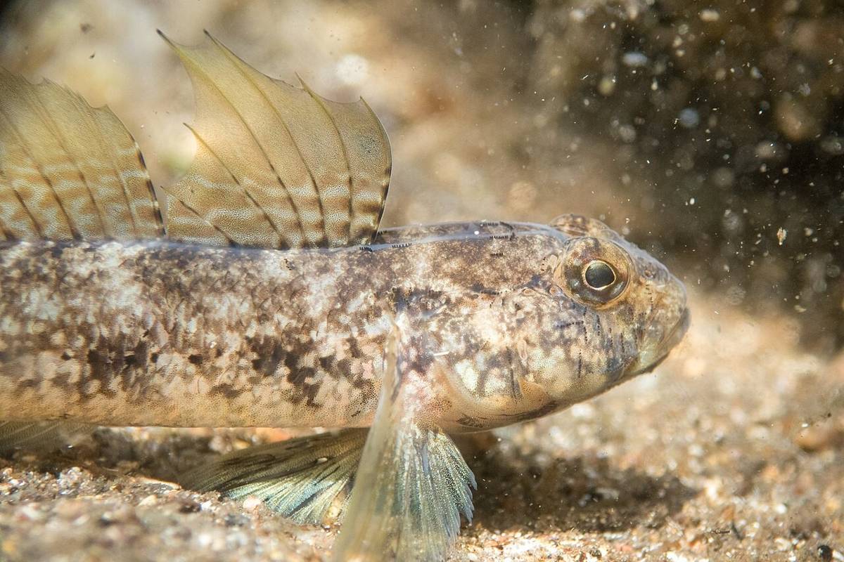 Ikan Gobi