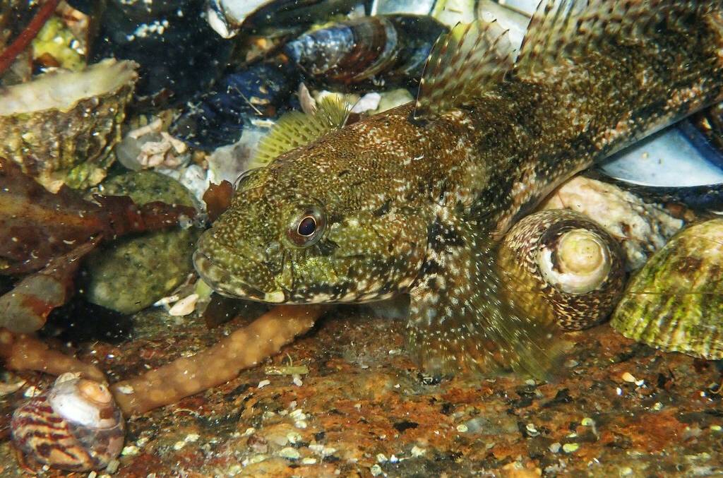 Ikan Gobi