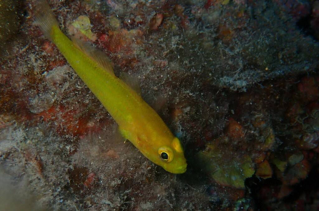 Ikan Gobi
