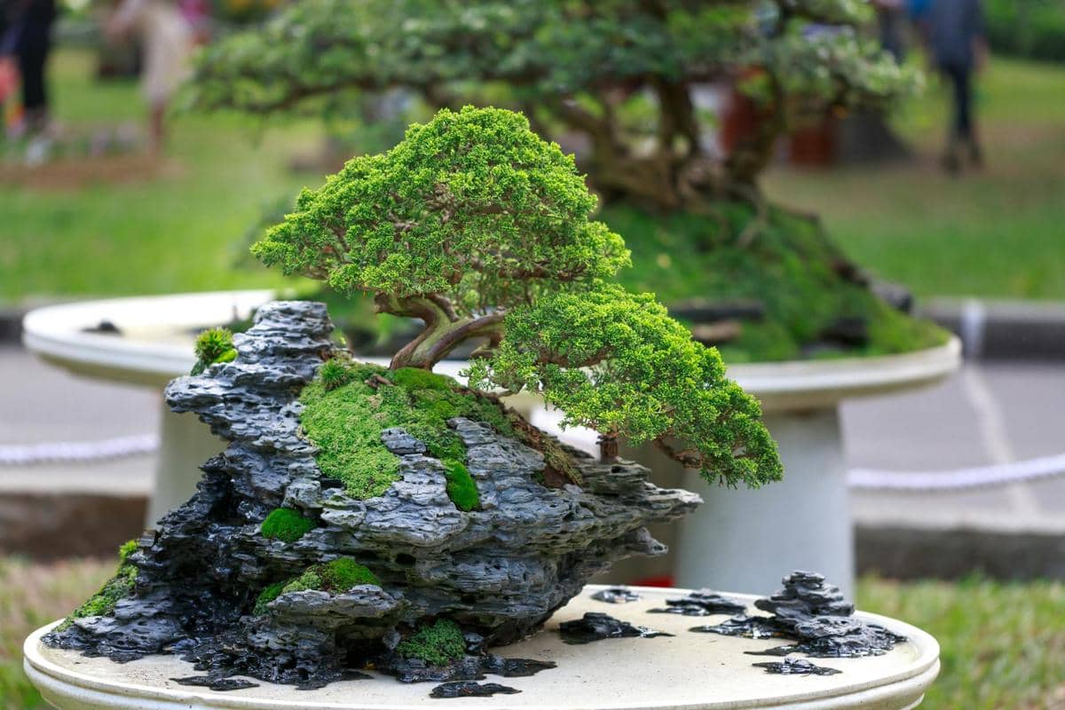 ilustrasi bonsai