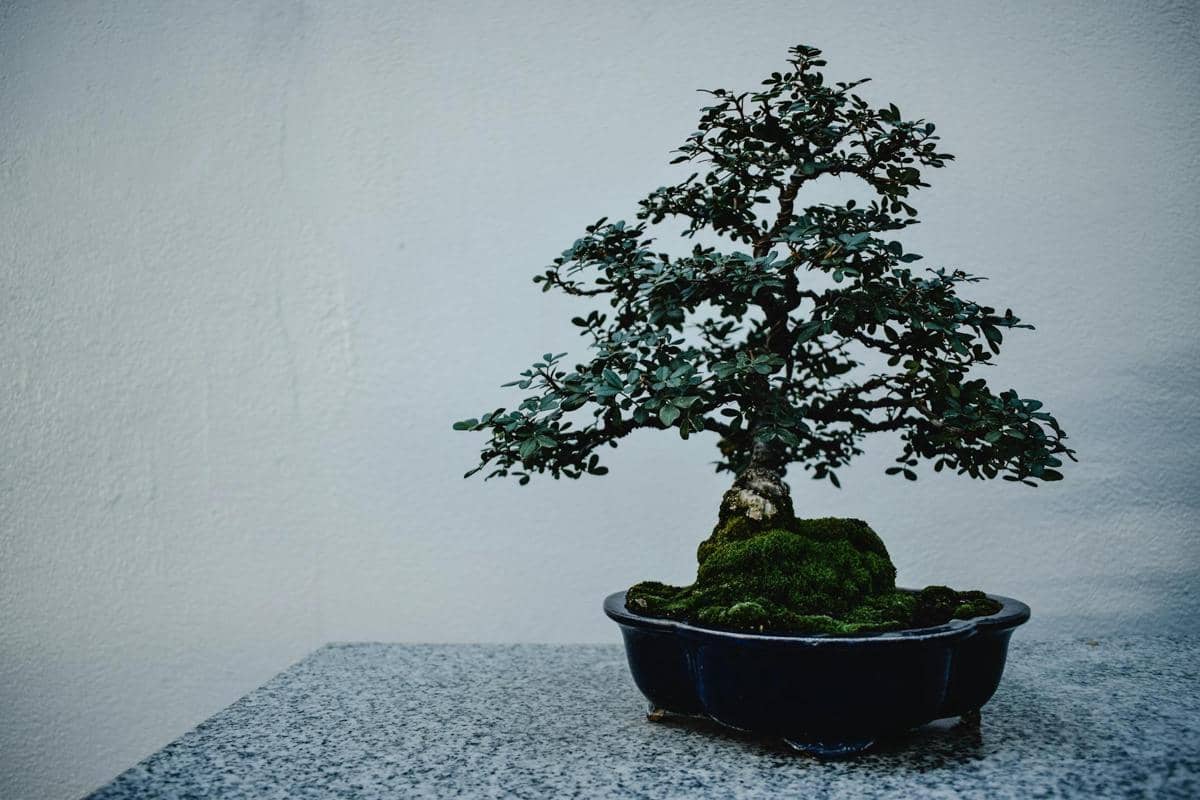 ilustrasi bonsai