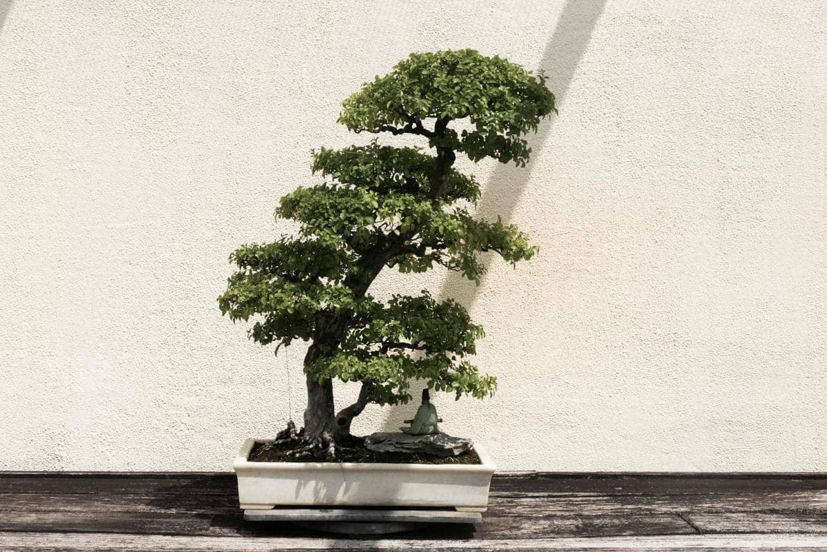 ilustrasi bonsai (pexels.com/David Yu)