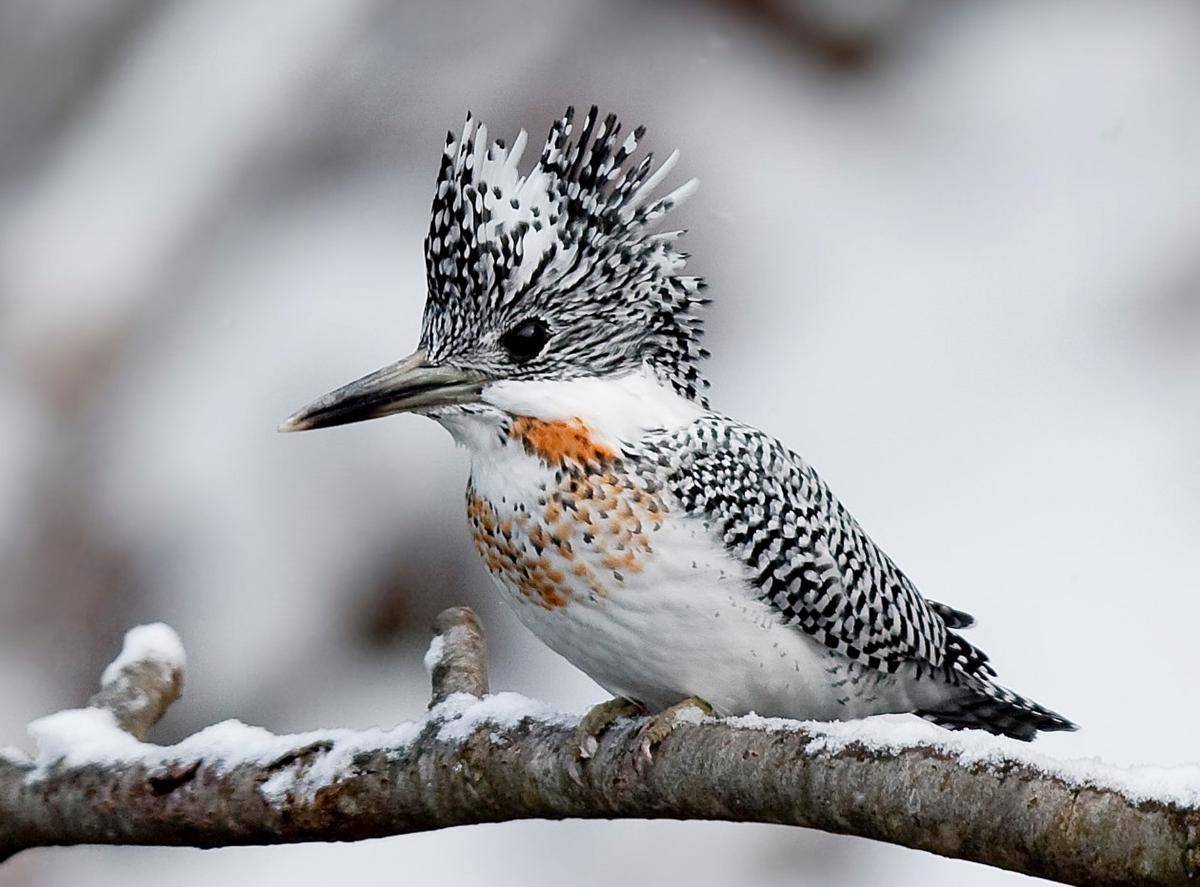 Crested Kingfisher