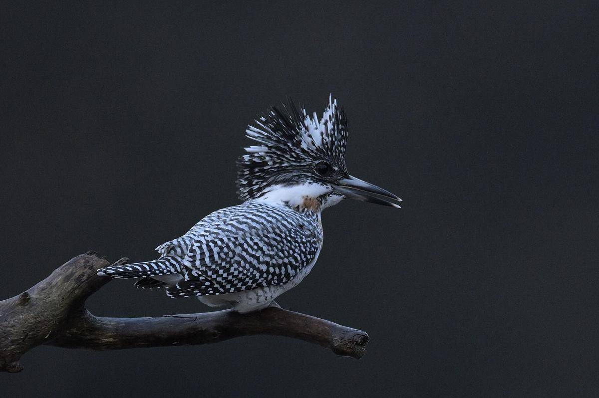 Crested Kingfisher