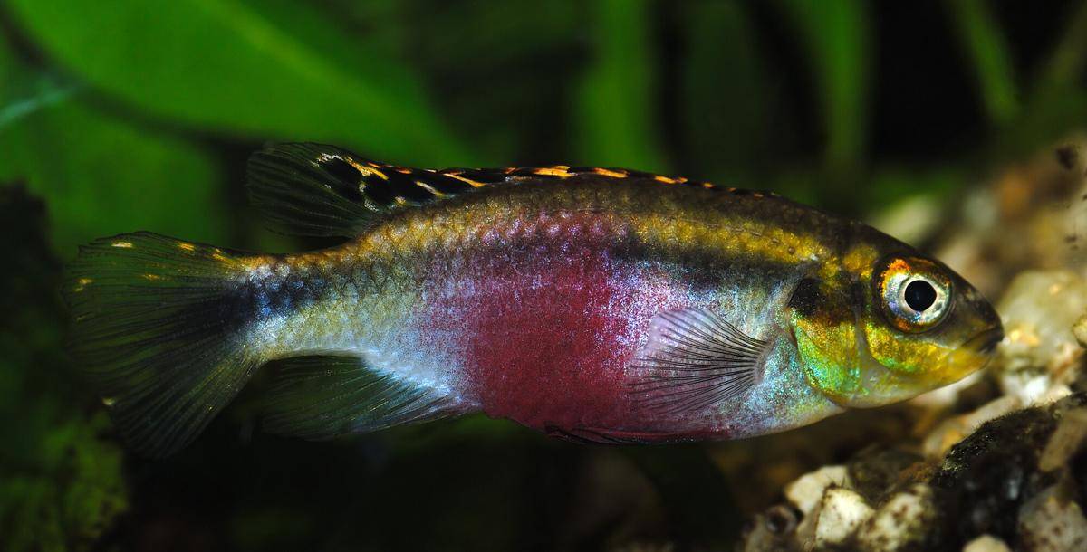 Ikan Kribensis