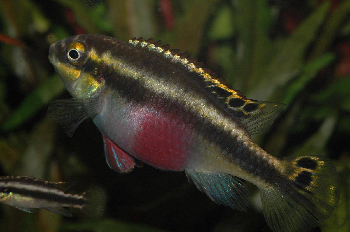 Ikan Kribensis