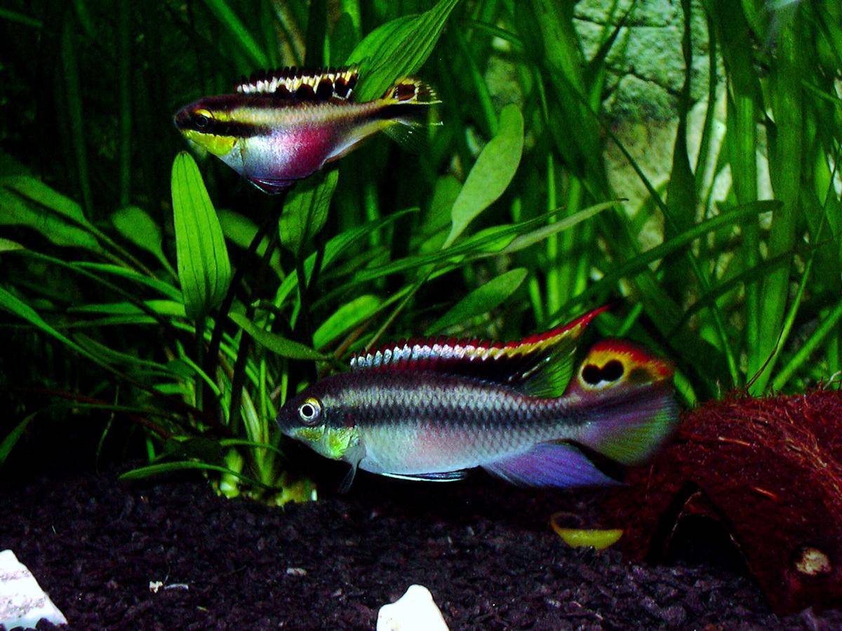 Ikan Kribensis