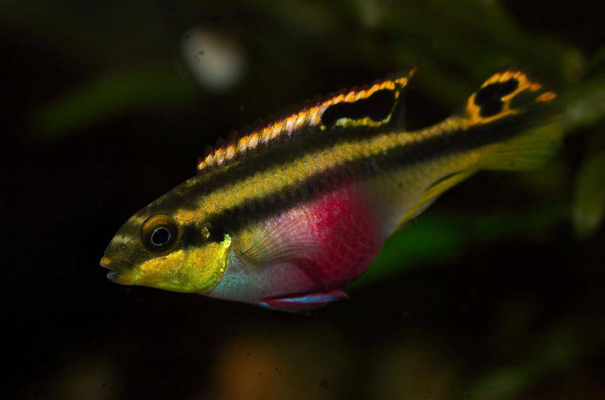Ikan Kribensis