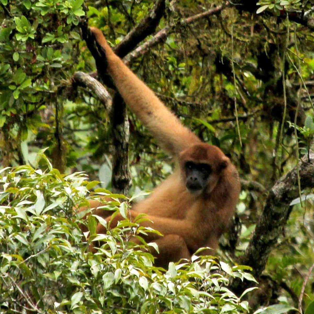 Southern Muriqui