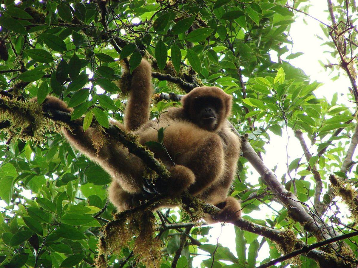 Southern Muriqui