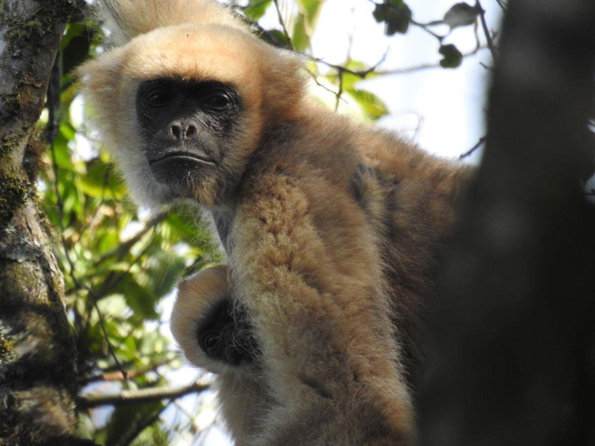Southern Muriqui