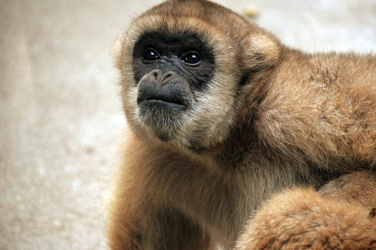Southern Muriqui