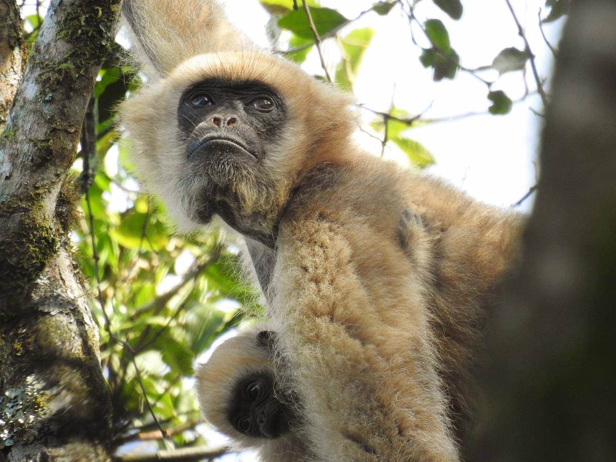 Southern Muriqui