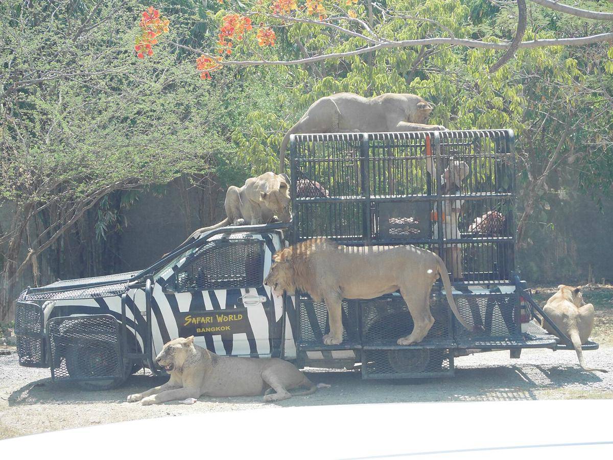 potret Safari World Bangkok (commons.wikimedia.org/กสิณธร ราชโอรส)
