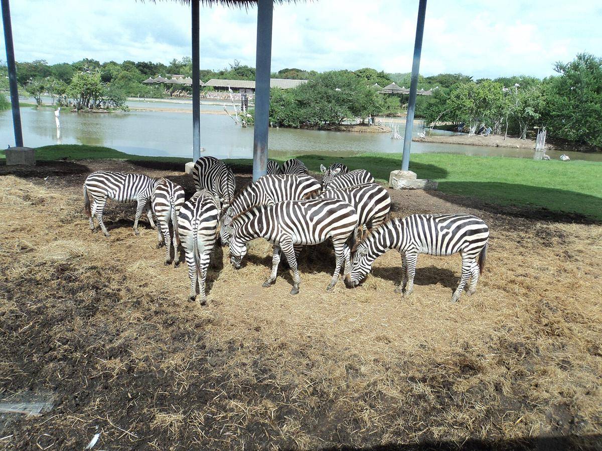 potret Safari World Bangkok (commons.wikimedia.org/XerxesII)