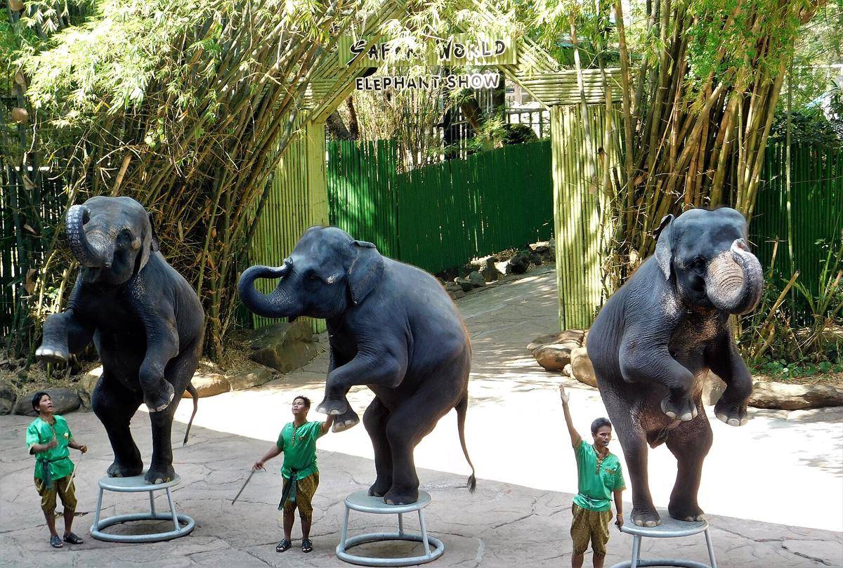 potret Safari World Bangkok (commons.wikimedia.org/Jyotishkardey)