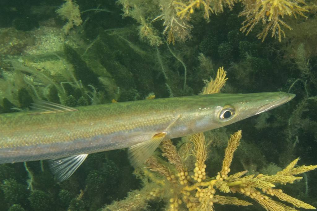 Ikan Barakuda