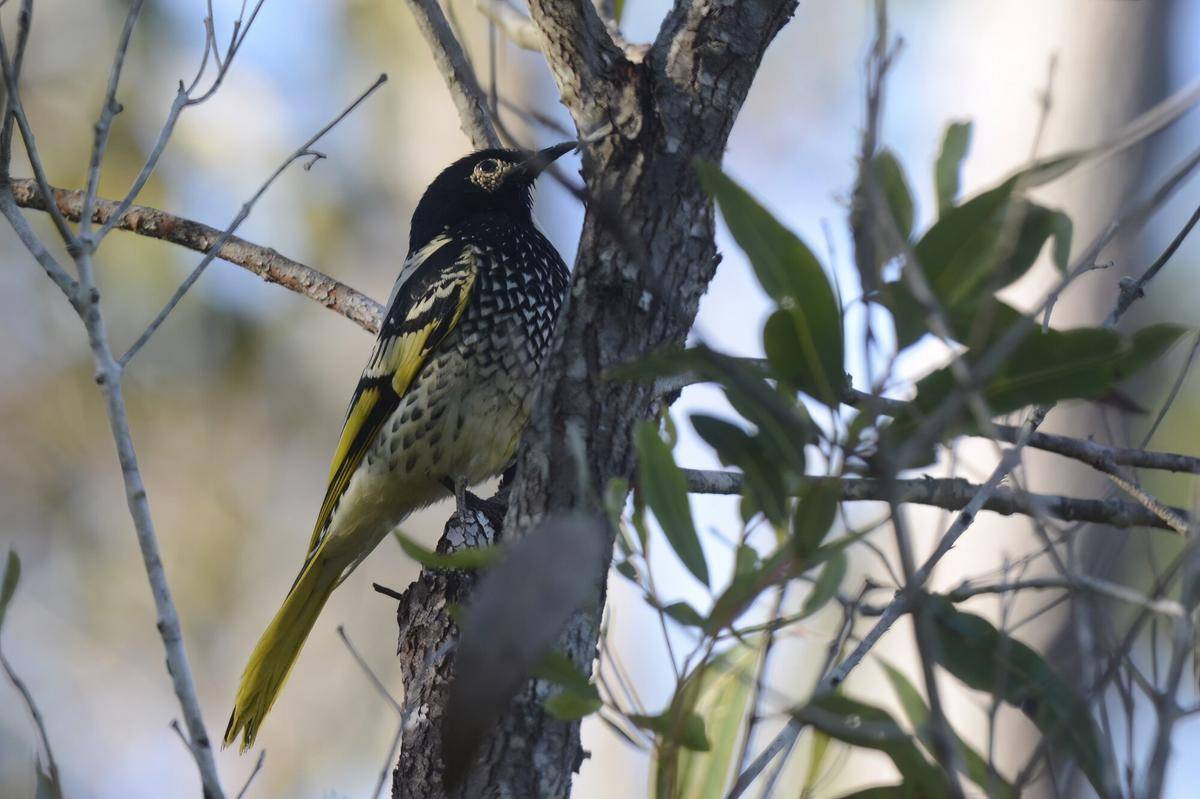 Regent Honeyeater