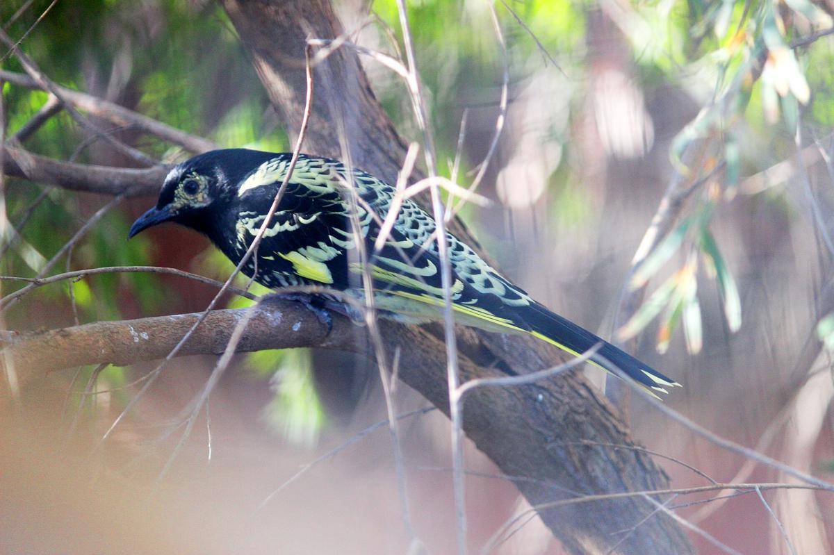 Regent Honeyeater