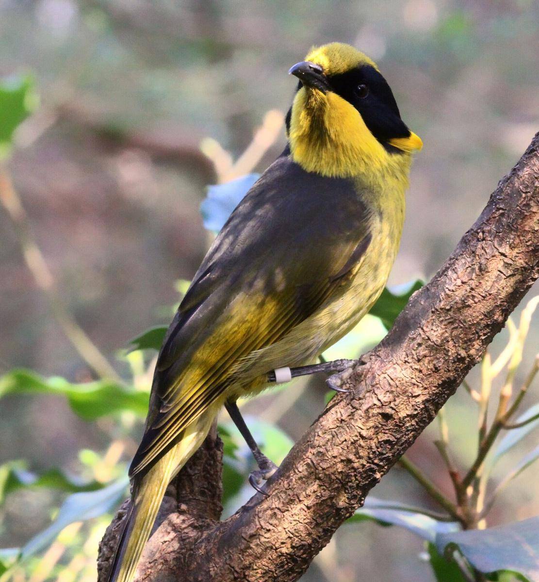Helmeted Honeyeater