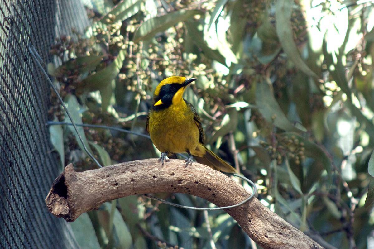 Helmeted Honeyeater
