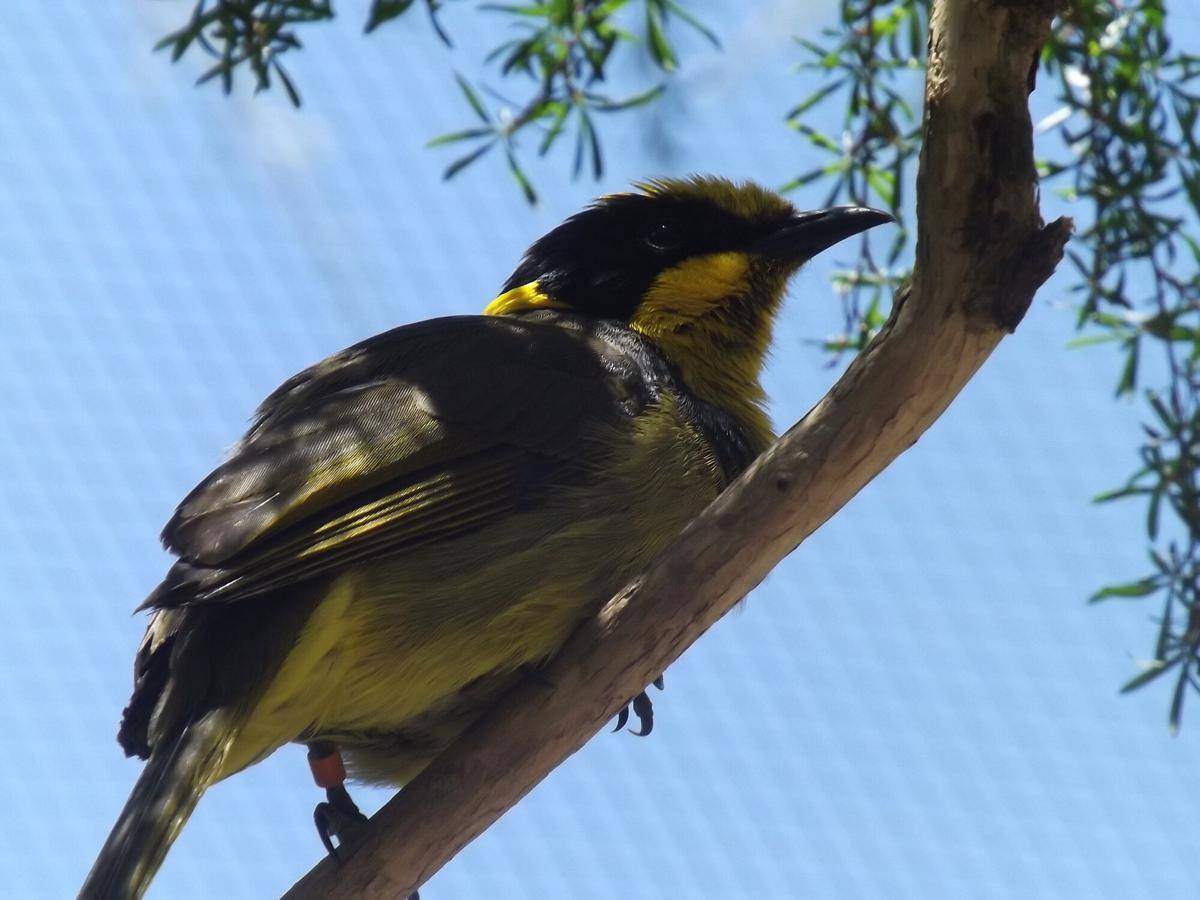 Helmeted Honeyeater