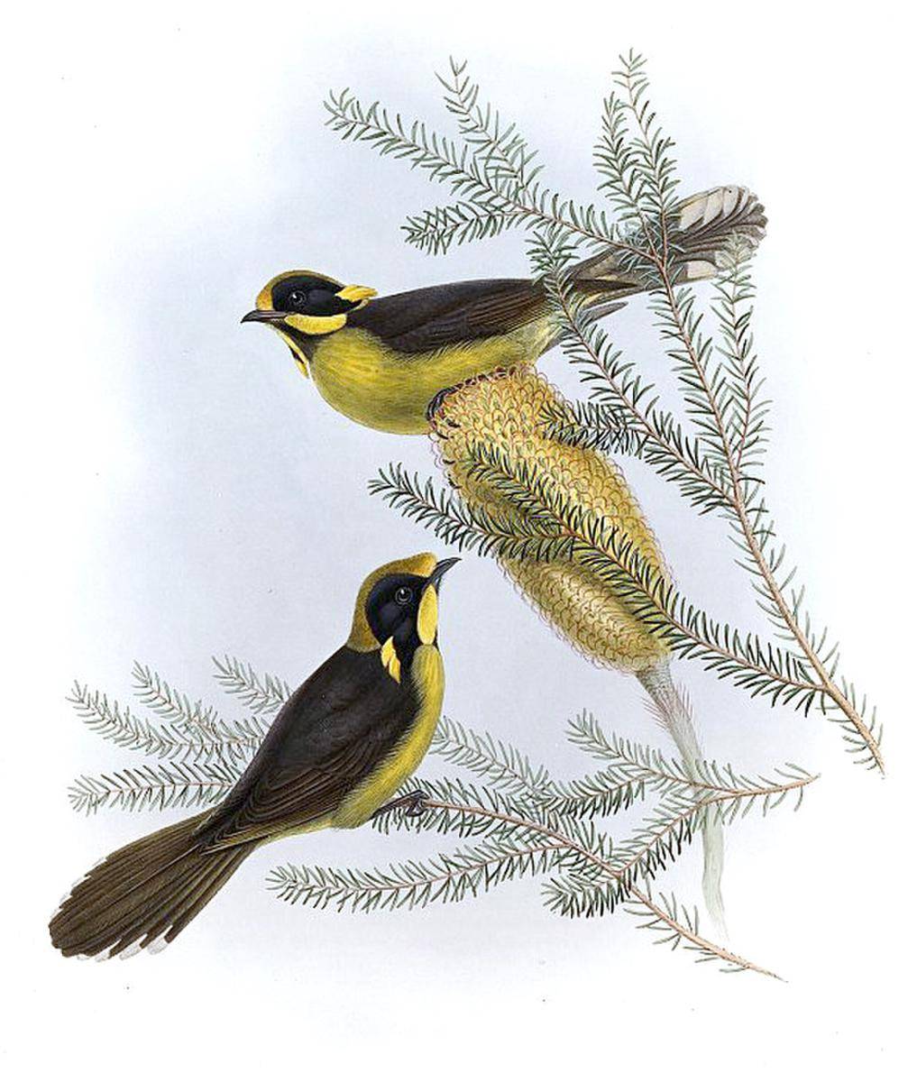 Helmeted Honeyeater